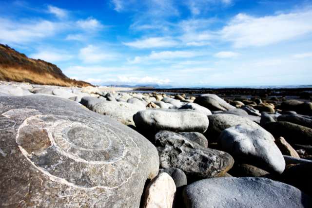 Fossils on Lyme Regis Beach.