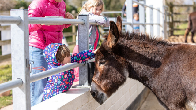 Image of a little child petting a Donkey at the sanctuary